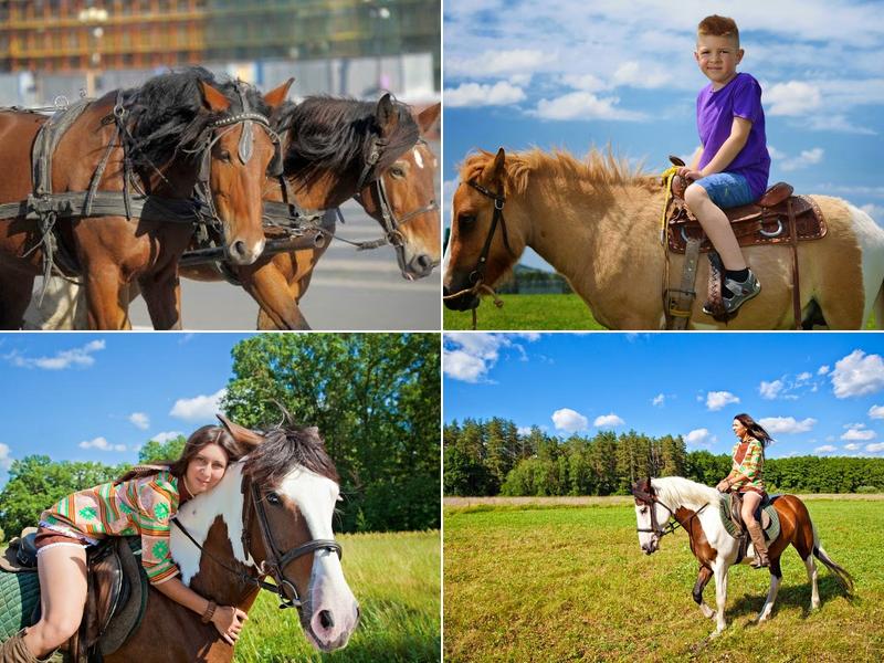 Animal Behavior Associates