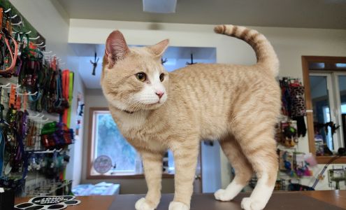 Haines Animal Rescue Kennel Haines