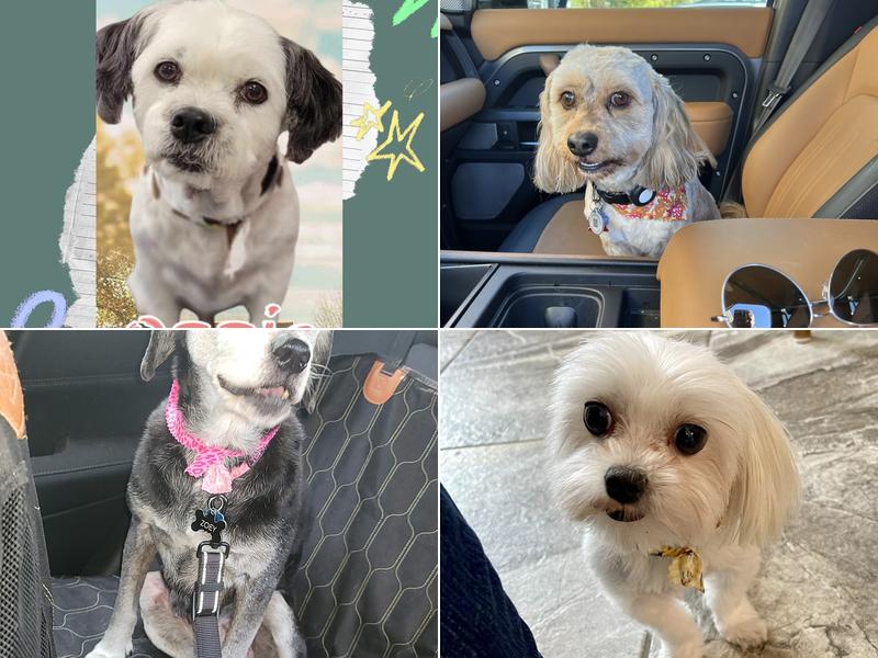 Leslie's Muddy Paws Dog Spa LLC