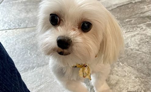 Leslie's Muddy Paws Dog Spa LLC