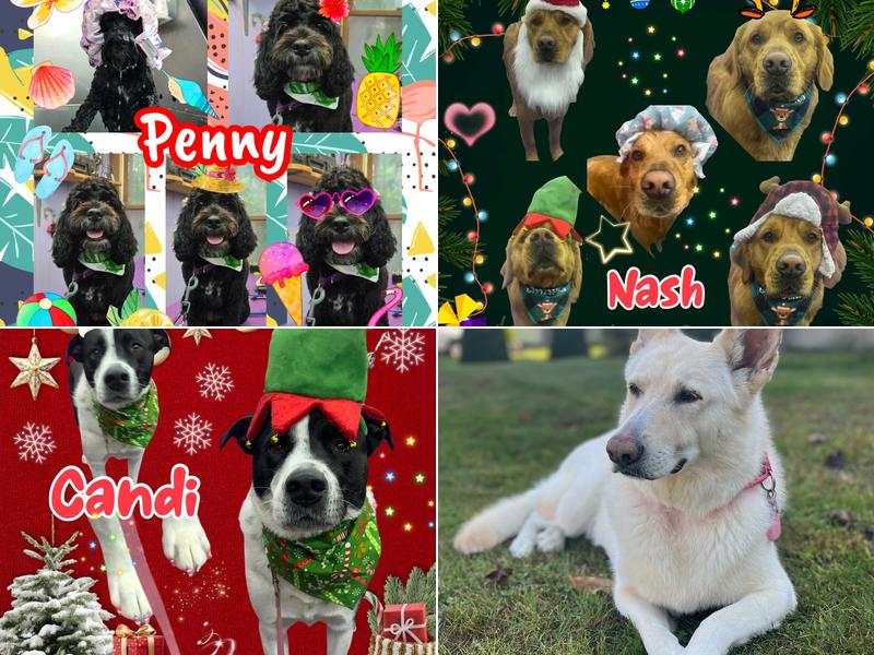 Endless Pawsabilities