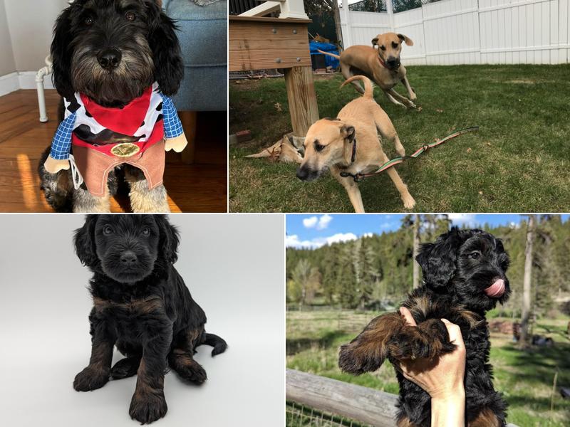 Wag A Tail Pawsitting