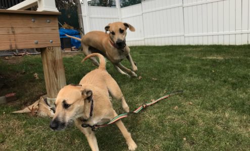 Wag A Tail Pawsitting 77 Linden St, Boylston Massachusetts 01505