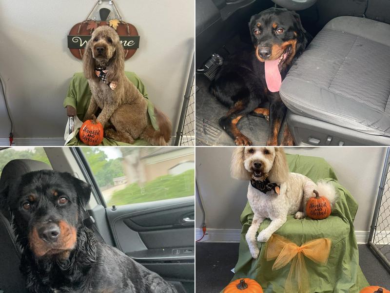 Beth’s Puppy Bowtique