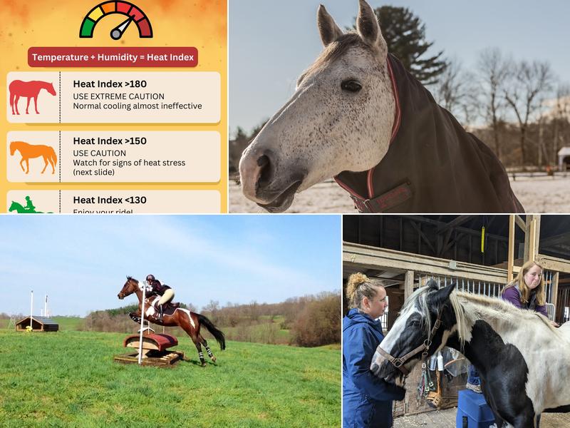 North Bridge Equine Associates