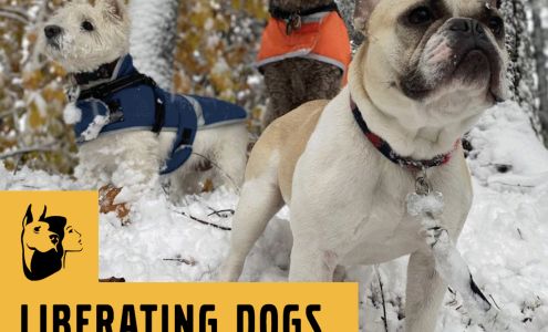 Jane of Bark 53 Pleasant St, Medfield Massachusetts 02052