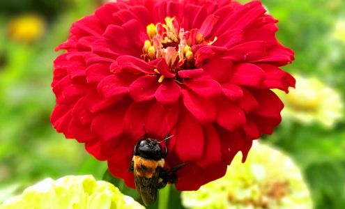 Petals & Produce Pinetown