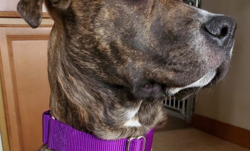 Unique Souls Canine Training