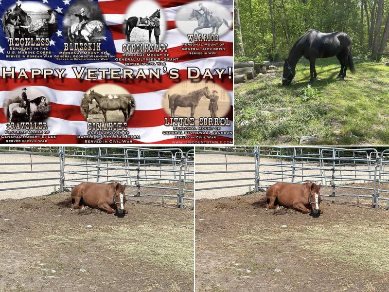 Forest Riding Academy