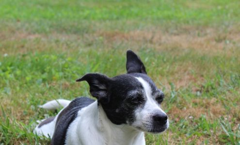 Lakeville Animal Shelter Lakeville