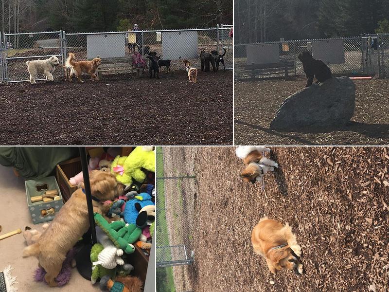 Tails Away Pet Sitting And Dog Walking