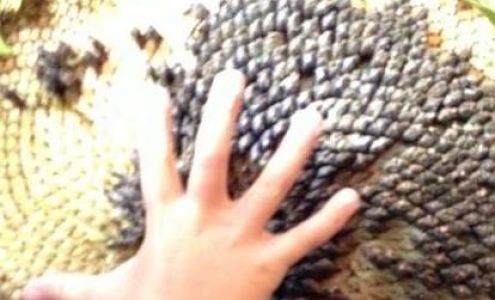 Full Circle Farm Preschool Millis