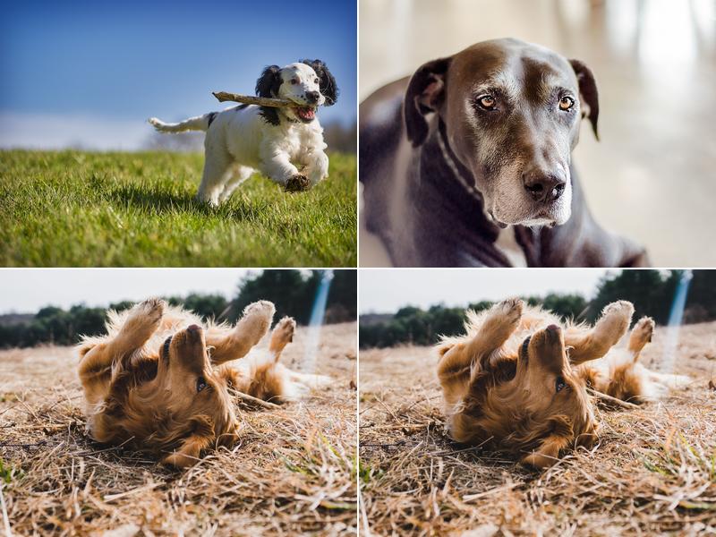 Woodward Veterinary Home Care PC