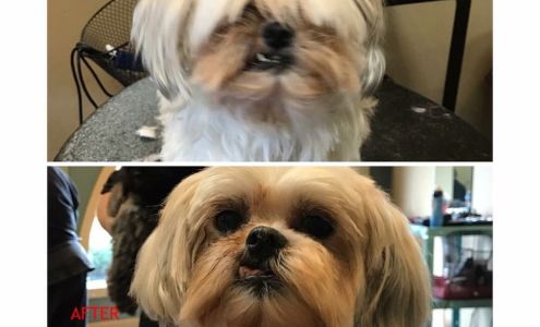 The Paw Spa With Cyndi