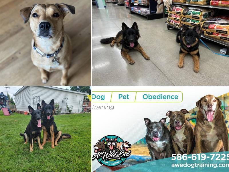 At Whits End Dog Training