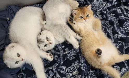 Spay Neuter Express 119 N Farmer St, Otsego Michigan 49078