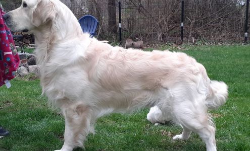 Kazams English Cream Golden Retriever stud service Coalter Ave, Kent City Michigan 49330