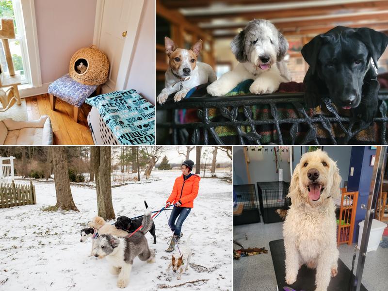 Misty Fields Pet Resort