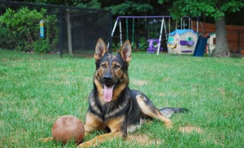 Hayes Haus German Shepherds West Newbury