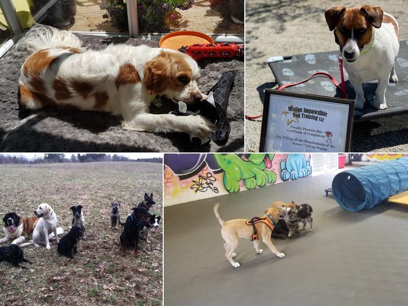 Mission Impawsible Dog Training