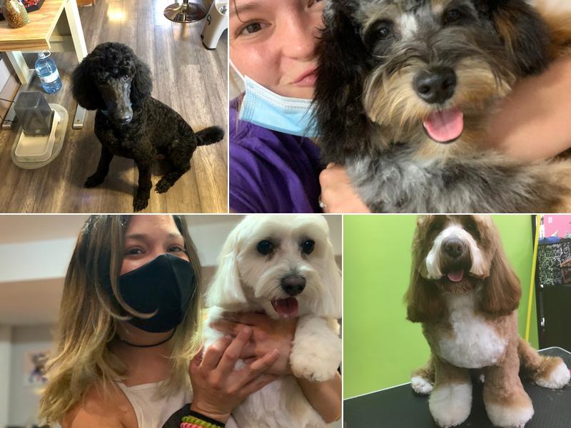 Shelly's Pals and Paws