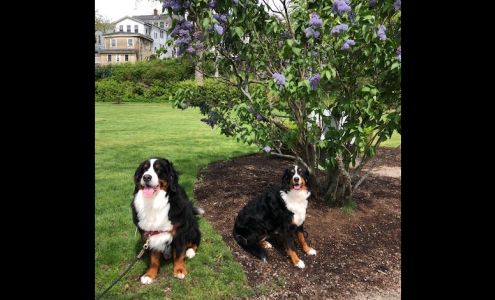 Sirius Fun Dog Training