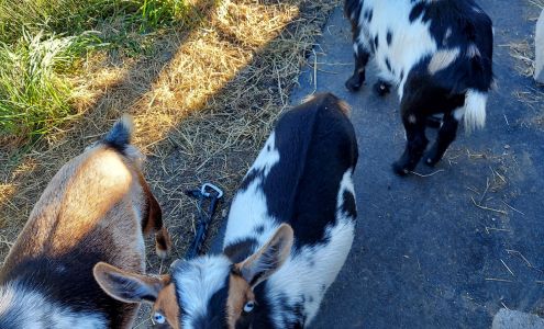 Dog Pals Sports Camp 18 Pine St, Huntington Massachusetts 01050