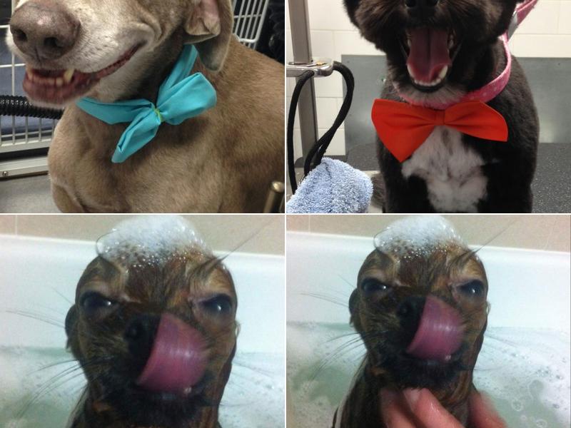 Burlington Dog Grooming