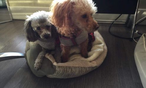 Alberta Helping Animals Society