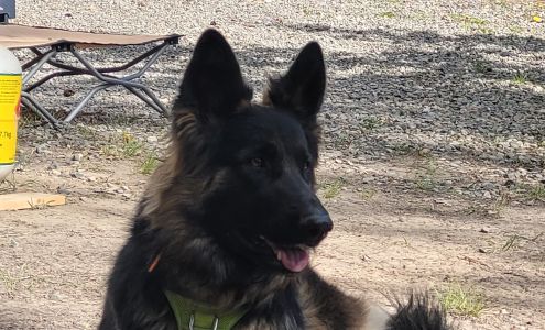 Playpen Pet Boarding & Grooming