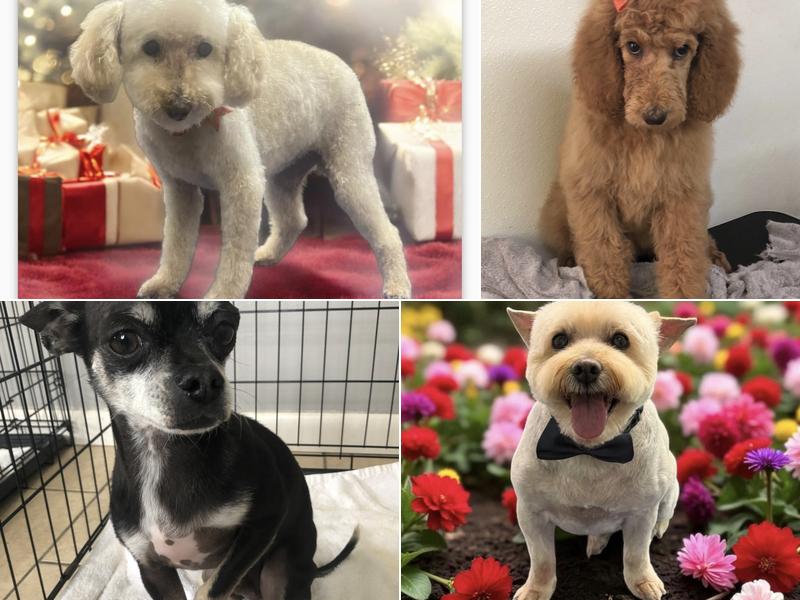 Faith’s Pet Grooming