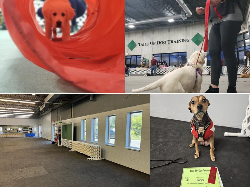 Tails Up Dog Training