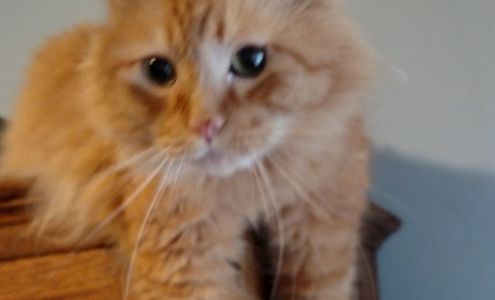 East Metro Mobile Veterniary Oakdale