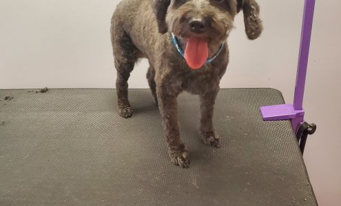 Adorable Pet Grooming 340 Henry St, Brantford Ontario N3S 7V9