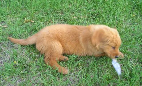 Red-Y Retrievers & Kennels