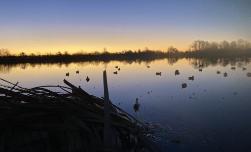 Weavers Waterfowl Lake Cormorant
