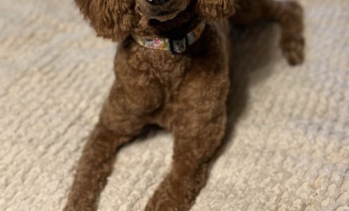 Pampered Paws Pet Grooming