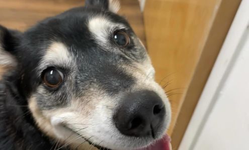 Emily's Happy Critters Pet Care LLC