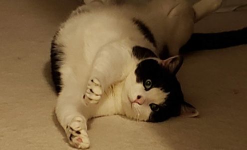 Rescued Treasures Pet Adoptions