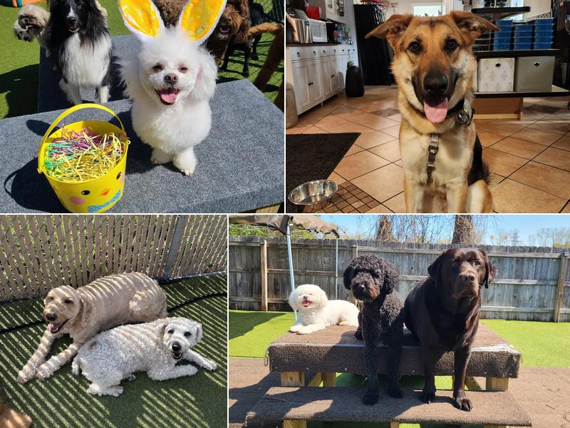 Shear Magic Dog Spa & Resort