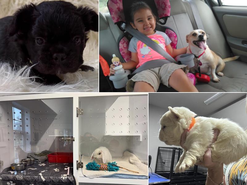 Home Away From Home Pet Boarding