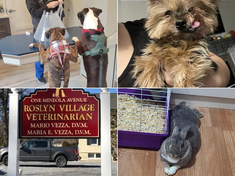 Roslyn Village Veterinarian