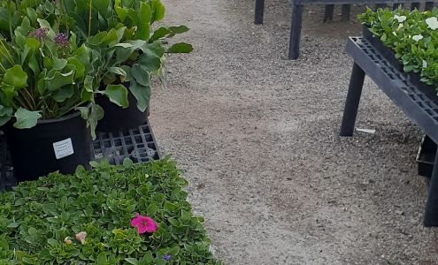 Black Mountain Nursery