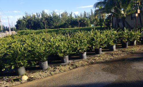 Cid & Son Garden Nursery Southwest Ranches