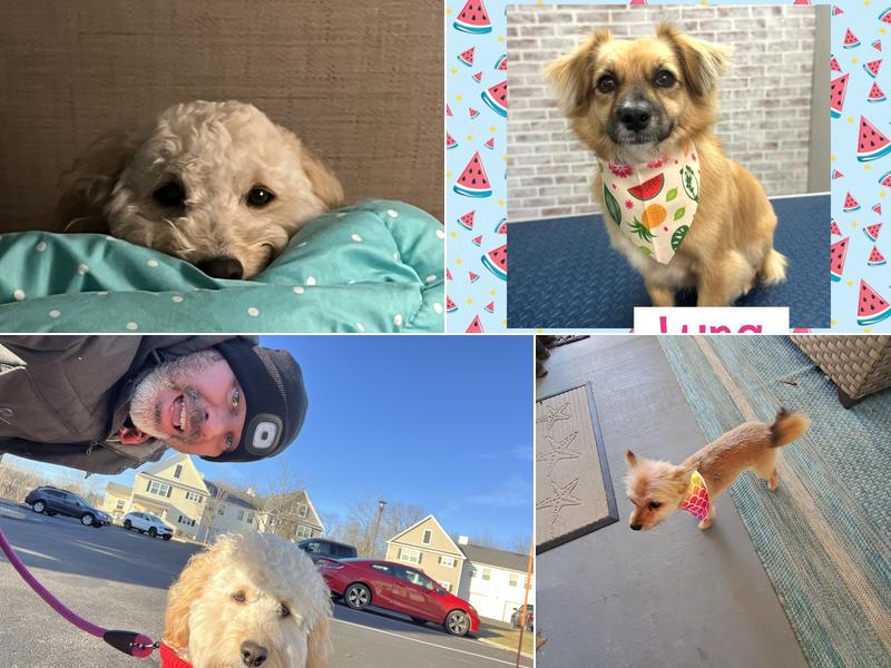 Peace, Love, and Paws Dog Grooming