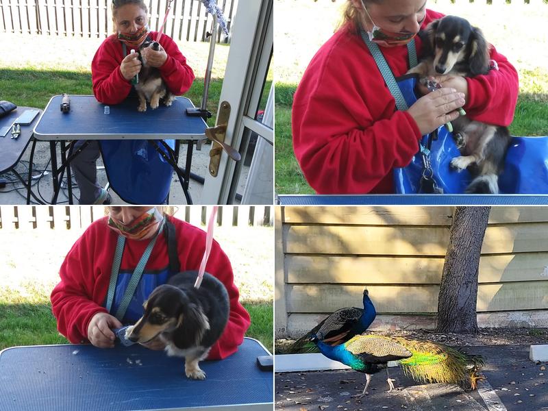 Mutt Cuts Mobile Pet Grooming