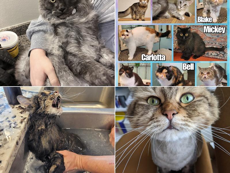 Carolyn's Mobile Cat Grooming, Inc.