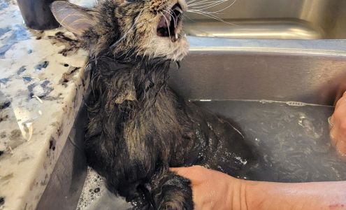 Carolyn's Mobile Cat Grooming, Inc.