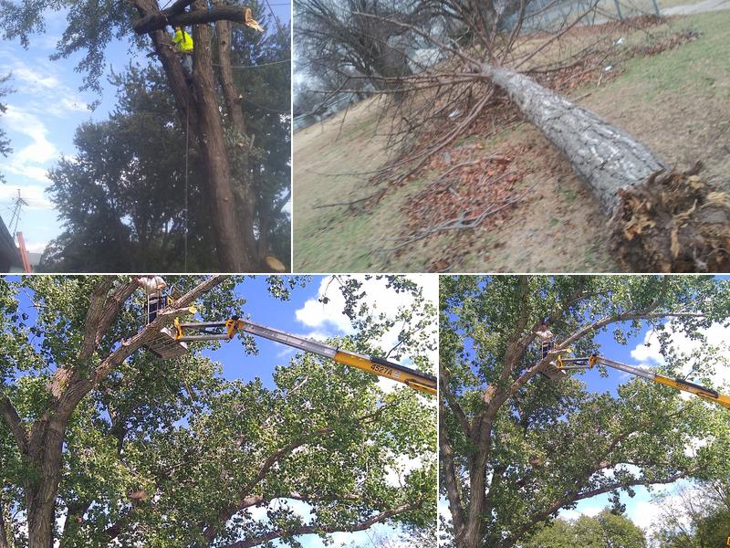 Moore's tree service