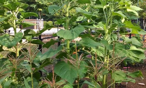 Holly Springs Academy NC